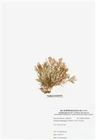 藏品(浪花藻)的圖片